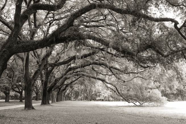 Real Charleston Weddings featured on The Wedding Row_0250.jpg