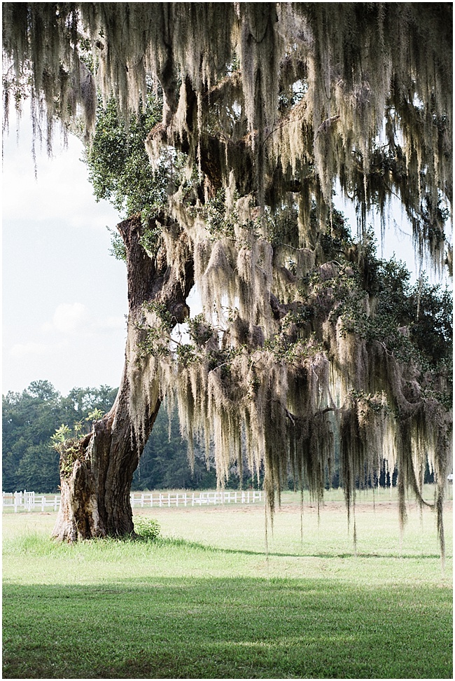 3e8 photography,avenue of oaks,beaufort,bridal,bride,charleston,dress,farm,film,gown,horse,husa plantation,modern trousseau,oak,portraits,south carolina,southern,spanish moss,wedding,wedding photography,