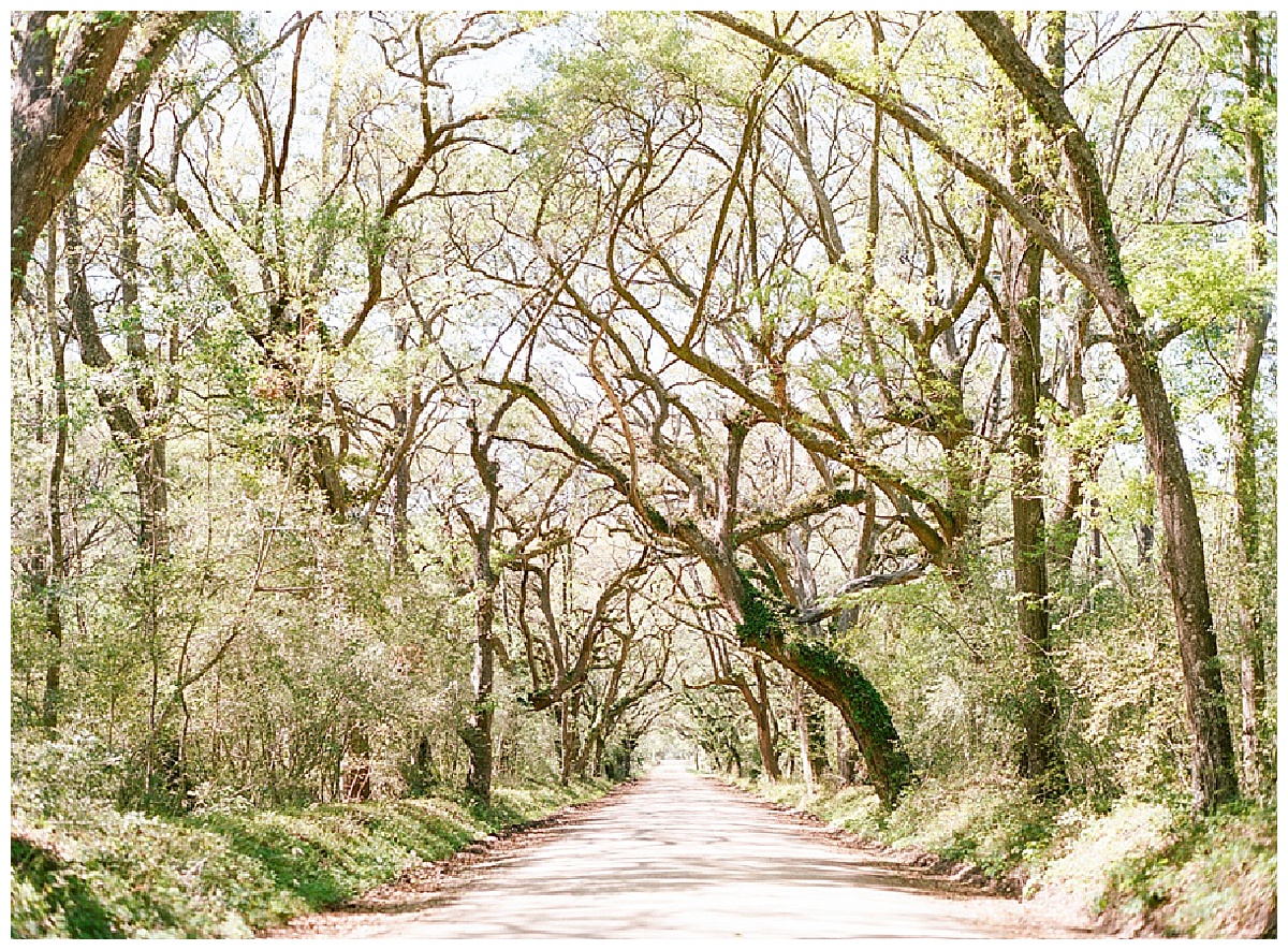 Botany Bay Elopement,Botany Bay Engagement,Charleston Elopement,Charleston Elopement Photographer,Charleston Engagement Photos,Charleston SC Engagement Photos,Charleston SC Wedding Photographer,Charleston SC Wedding Photography,Charleston Weddings,Edisto Island Wedding Photographer,Faith Teasley Photography,Fayetteville NC Wedding Photography,Film Wedding Photographer,Film Wedding Photography,Fine Art Film Wedding Photographer,Fine Art Wedding Photographer,Folly Beach Engagement photos,Folly Beach Wedding Photographer,North Carolina Wedding Photographer,Raleigh NC Wedding Photographer,Raleigh NC Wedding Photography,Savannah GA Wedding Photography,